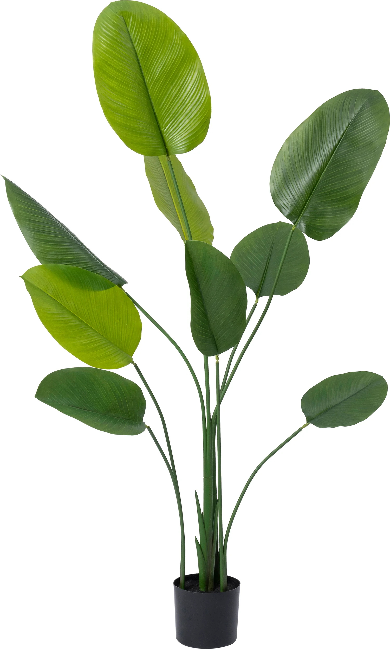 Intratuin kunstplant Calathea D 15,2 H 160 cm