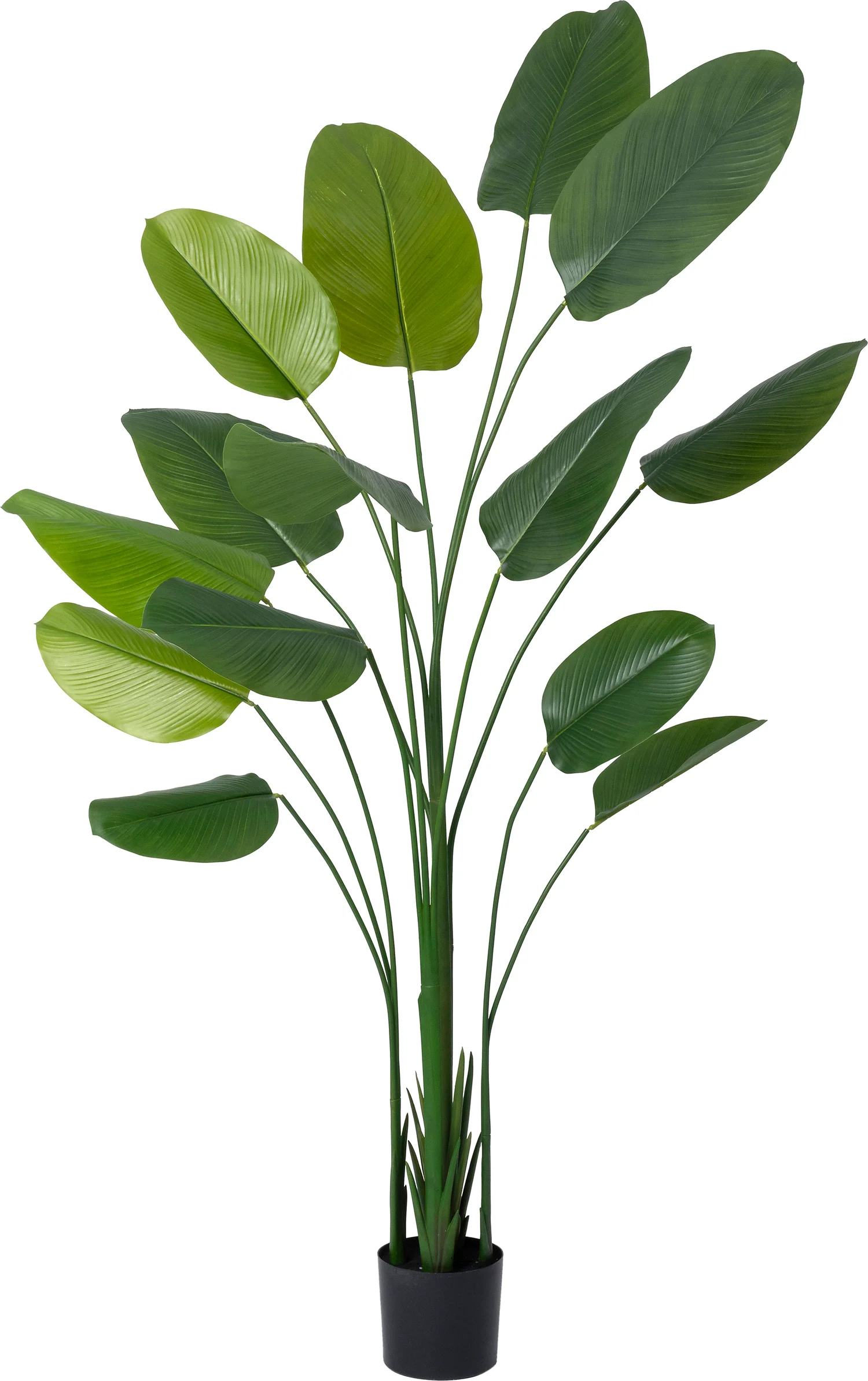 Intratuin kunstplant Calathea D 17,8 H 220 cm