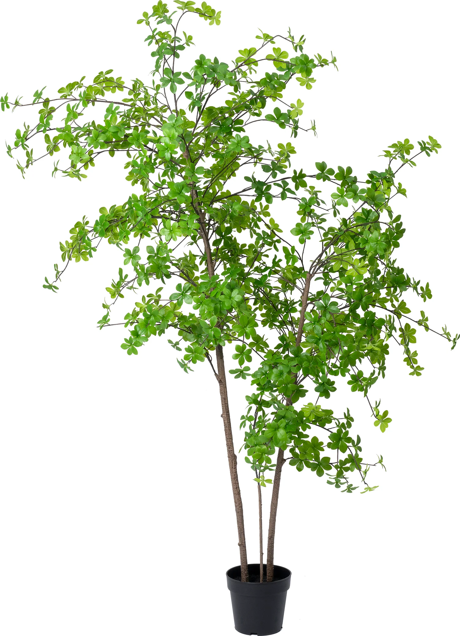 Intratuin kunstplant Enkianthus D 21 H 175 cm