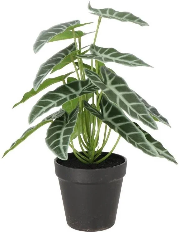 Intratuin kunstplant Olifantenoor groen / grijs D 7 H 16 cm