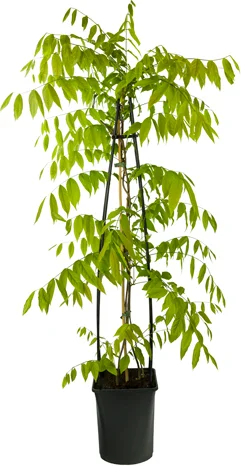 Japanse blauwe regen (Wisteria floribunda 'Issai-naga') H 200 cm