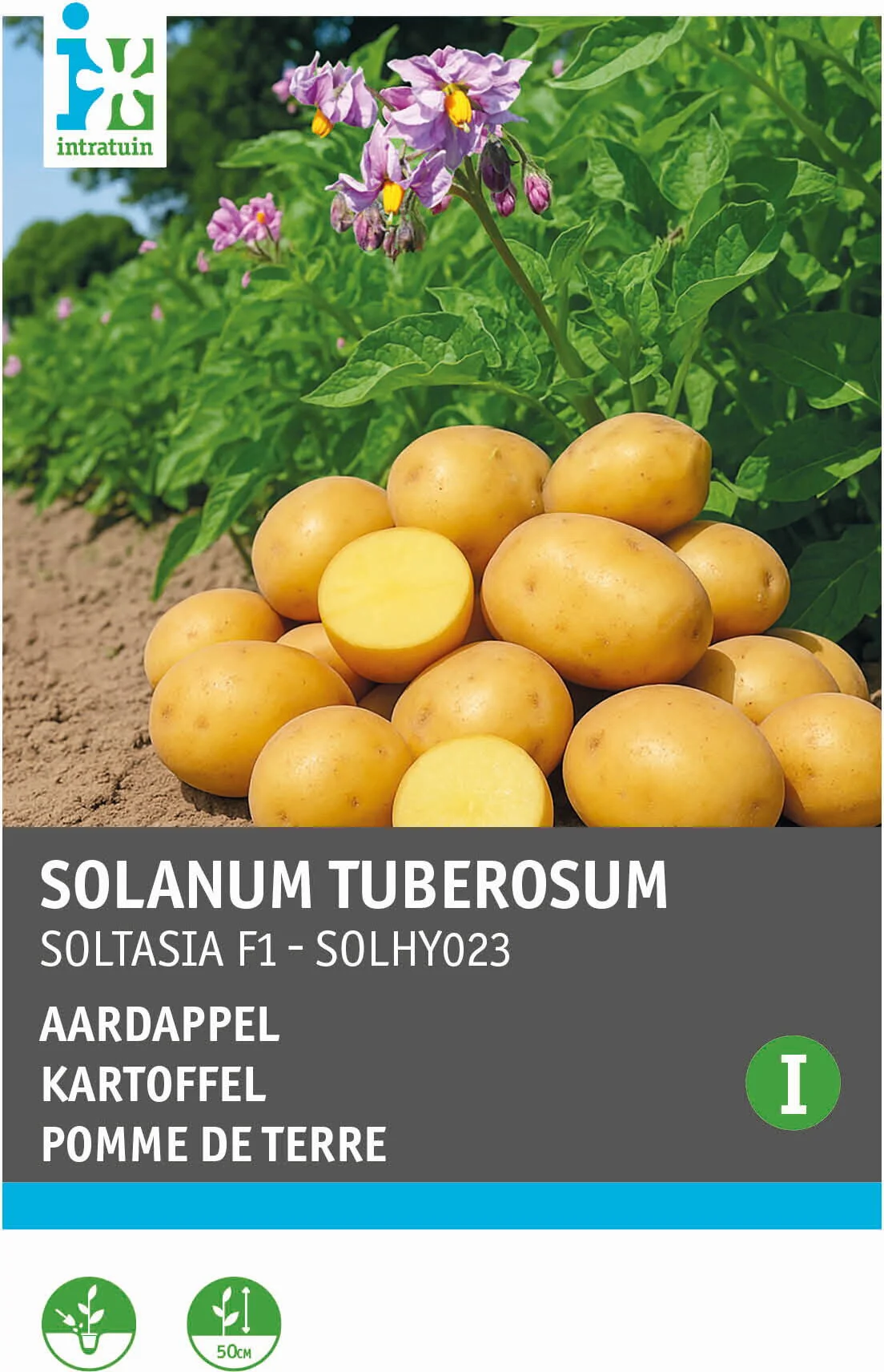 Intratuin groentezaden Aardappel (Solanum tuberosum 'Soltasia F1')