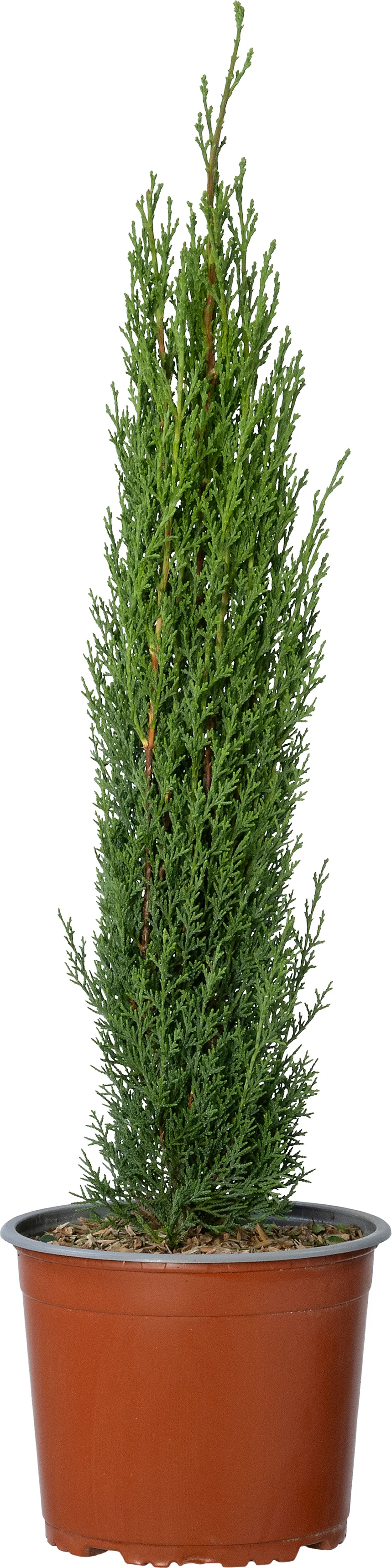 Itiliaanse cypres (Cupressus sempervirens 'Totem') D 18 H 60 cm